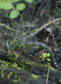 Swamp Darner